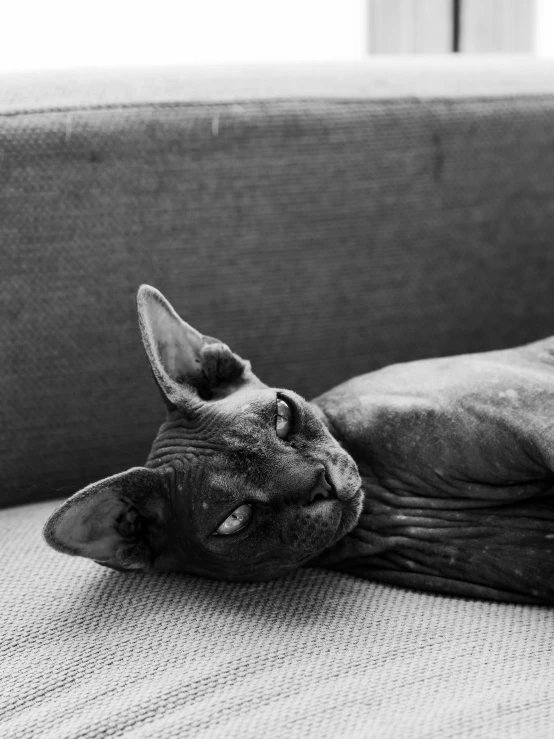 black and white image of a cat on the back of a couch