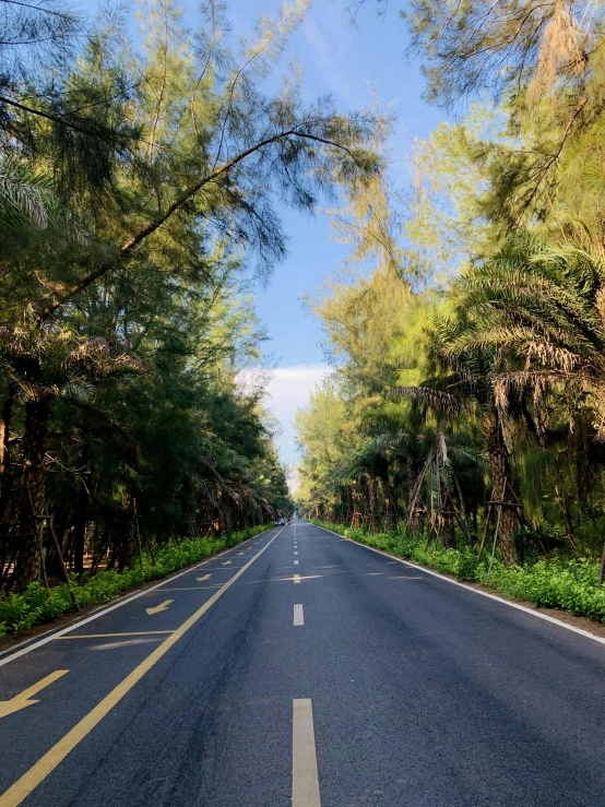 empty road surrounded by forest during the daytime