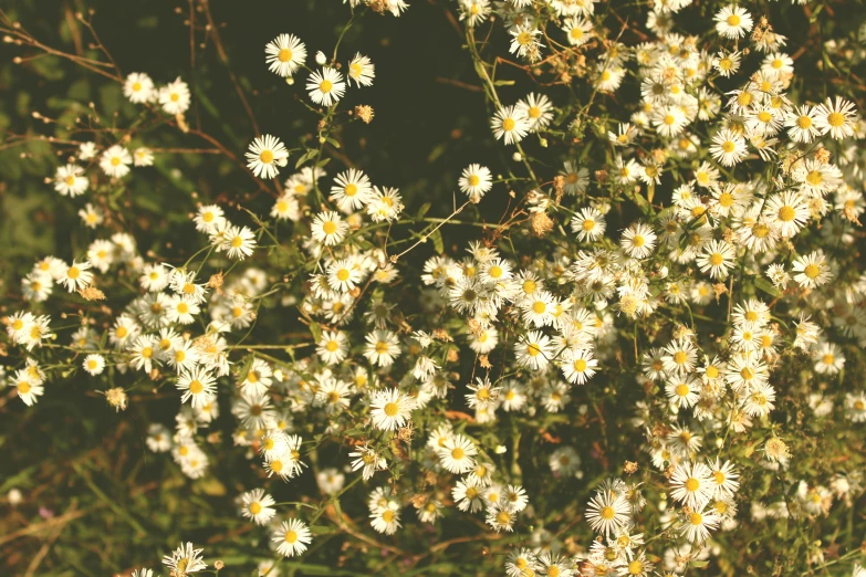 large cluster of white flowers in the foreground