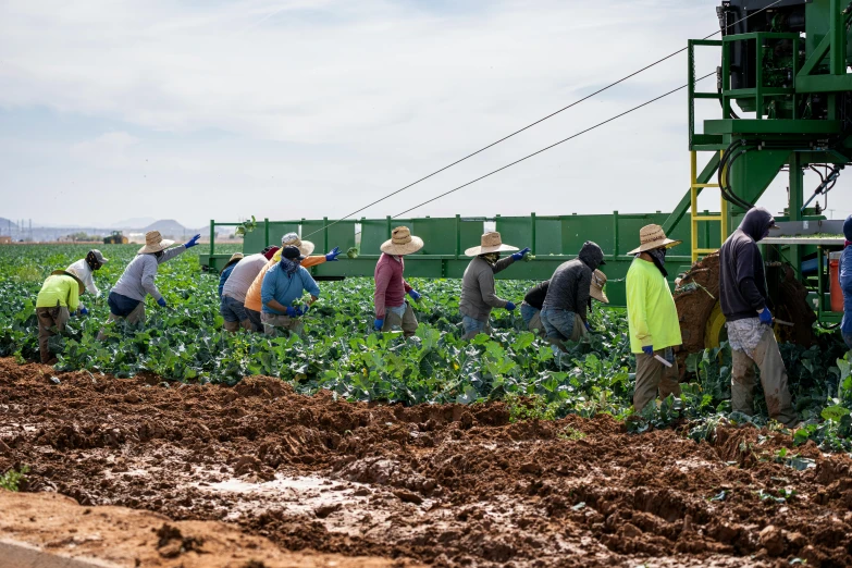 a group of people in an open field picking vegetables