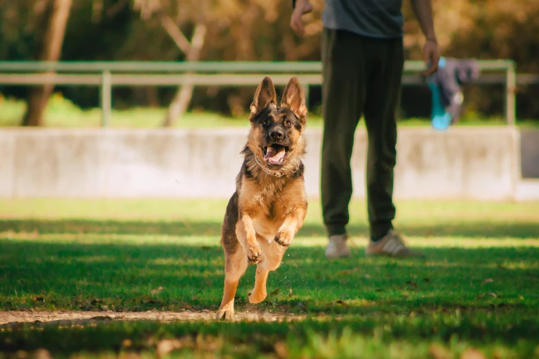 a german shepard dog runs towards the camera with its owner behind him