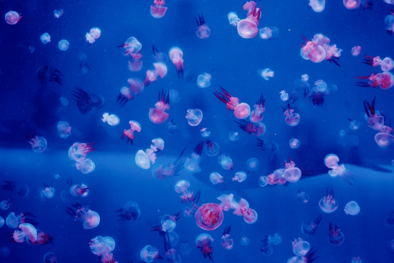 a group of colorful jellyfish under water