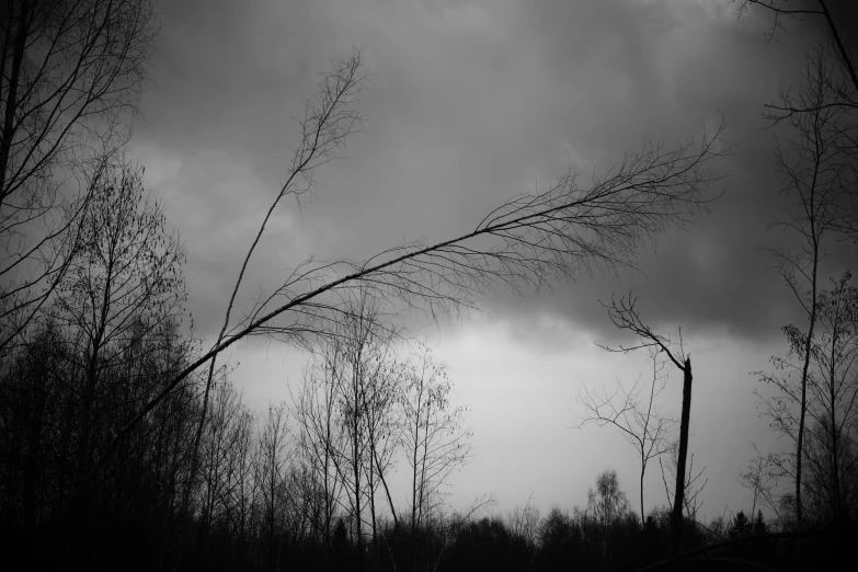 an ominous black and white pograph of tree nches
