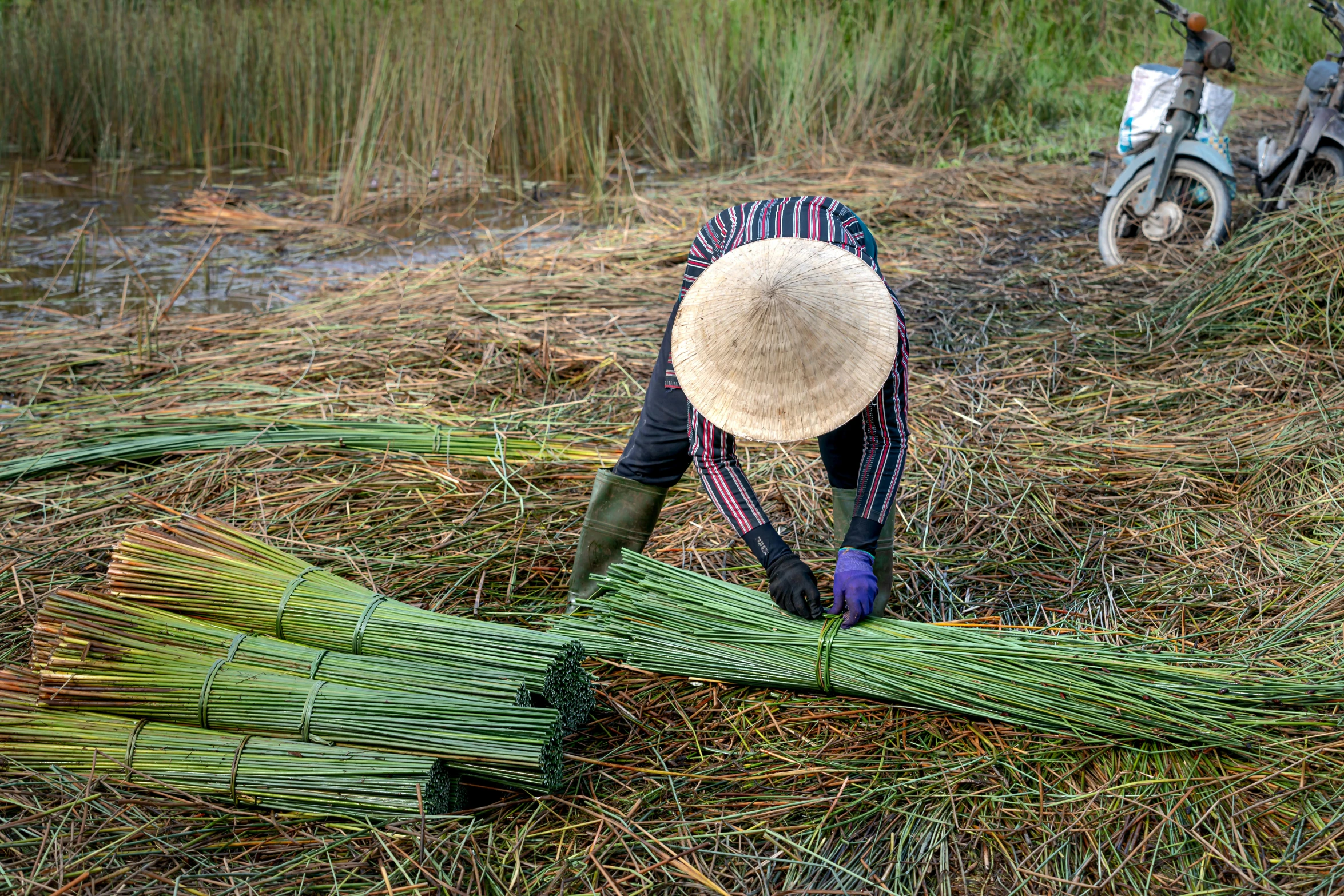 an old lady that is  grass with a big knife