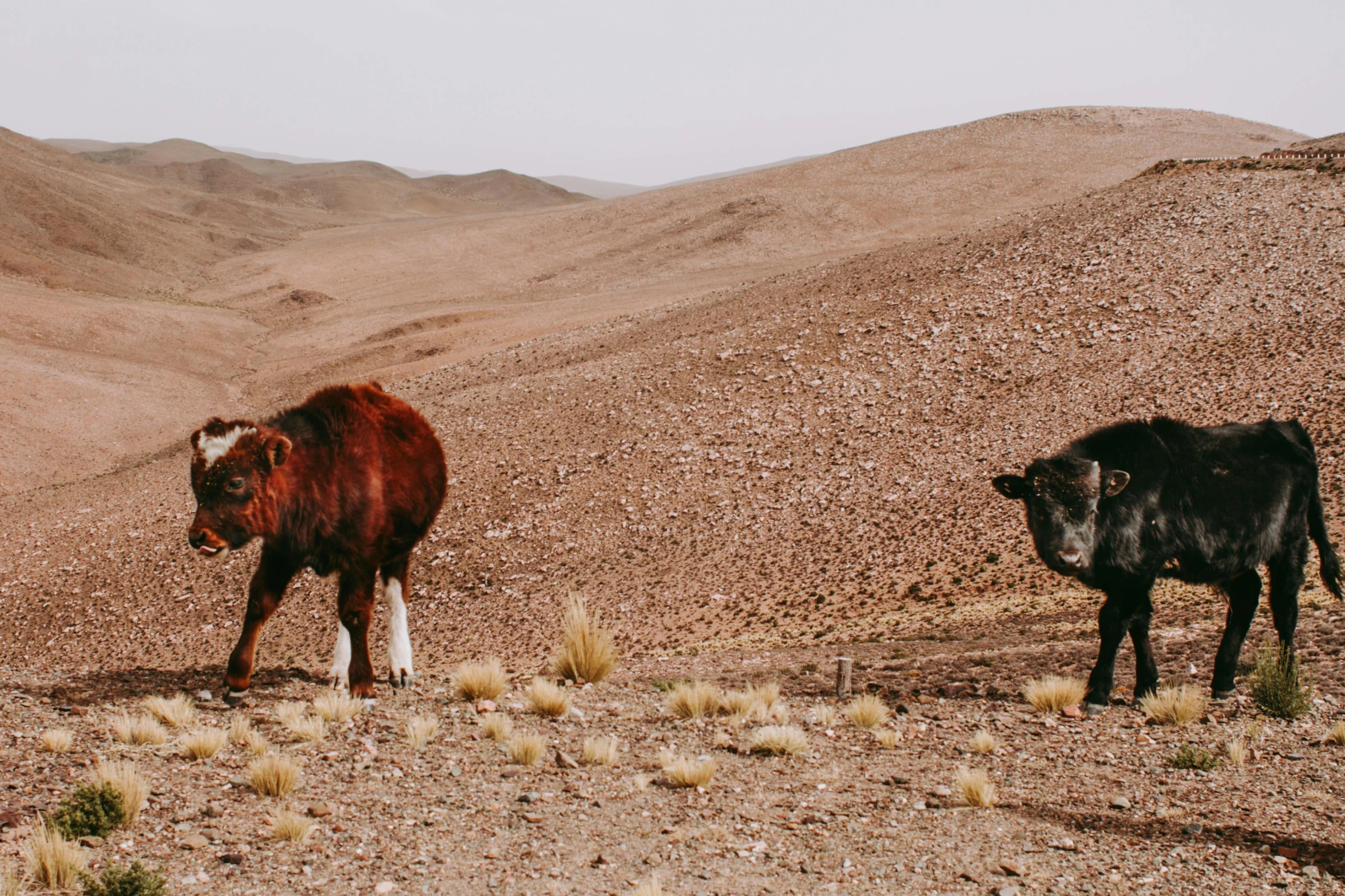 two cows standing on top of a mountain