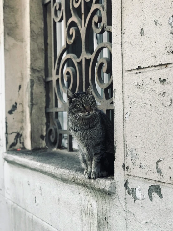 a small cat sitting in the window sill