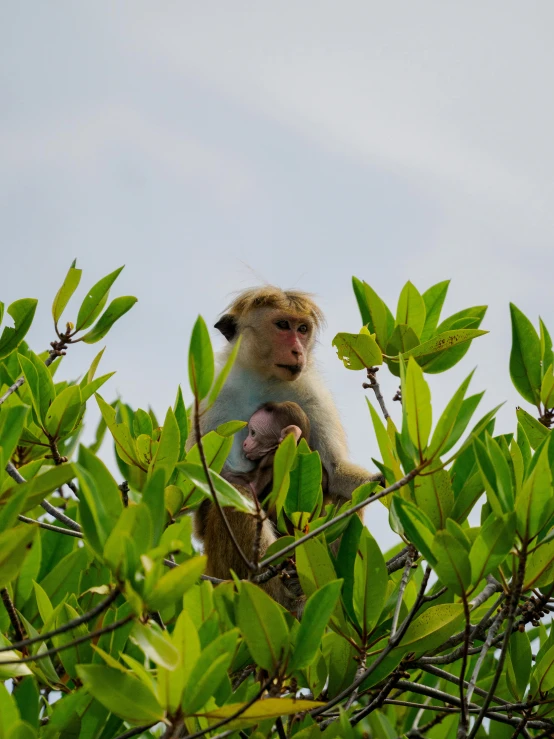 a monkey is in the middle of the trees