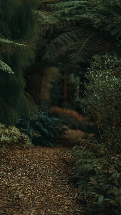 a black bear is on a path in the woods