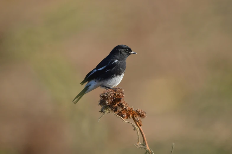 a bird perched on the stem of a tree