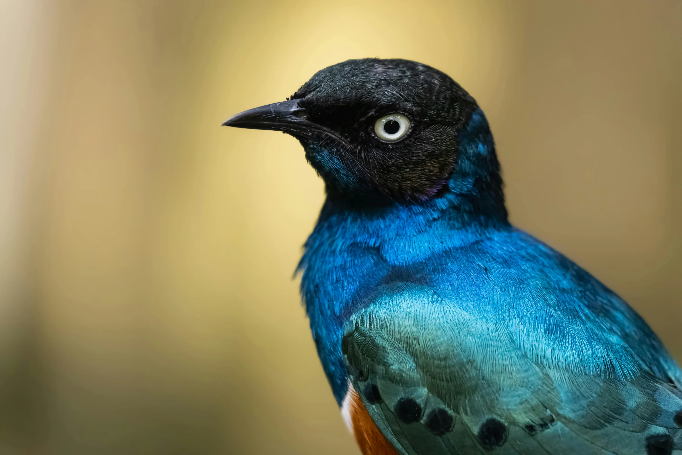 the bird has very bright blue feathers and black feet