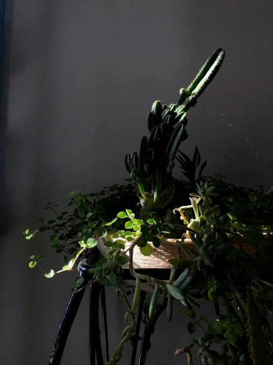 a bicycle covered in lots of plants against a gray background