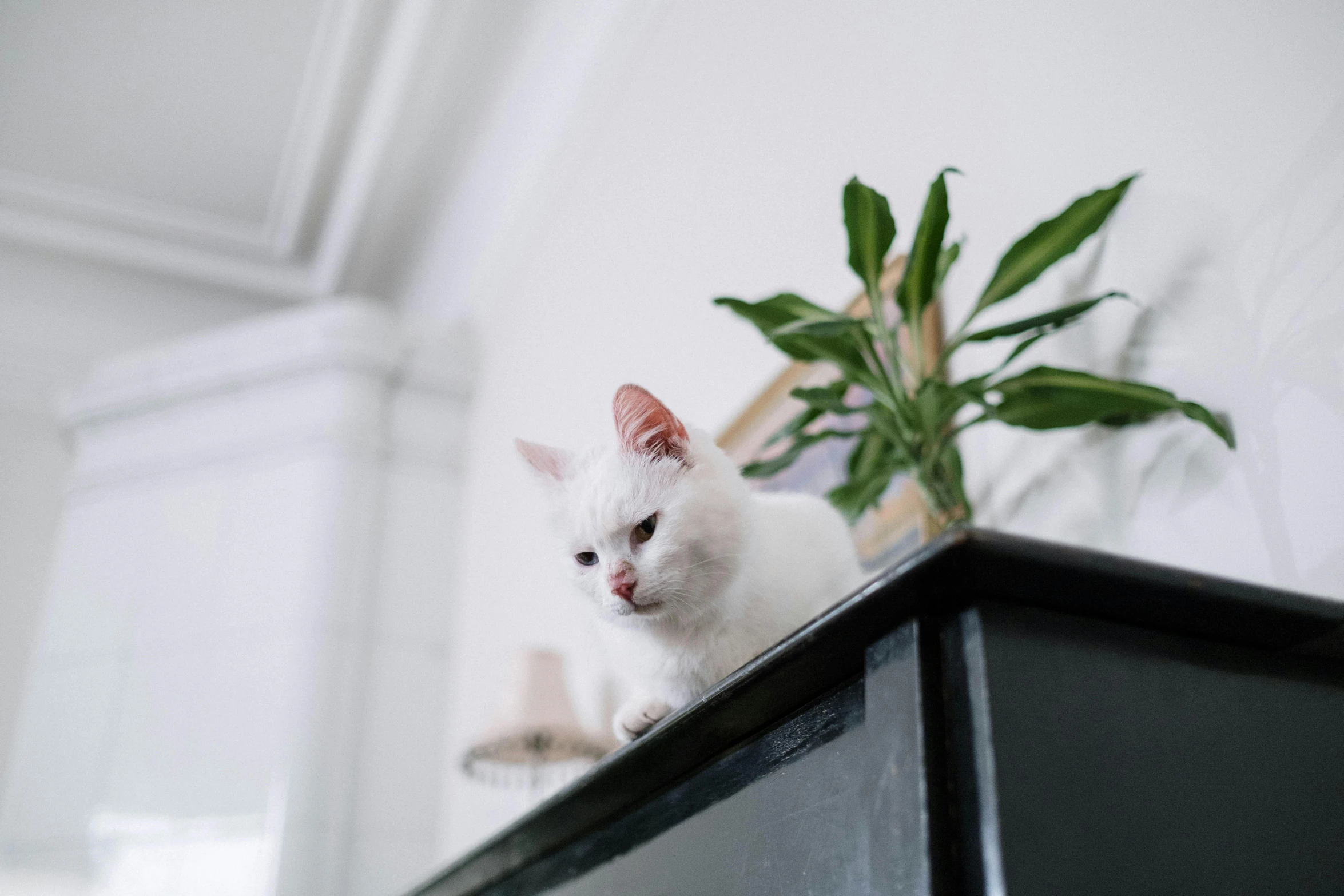 there is a white cat sitting in a tv