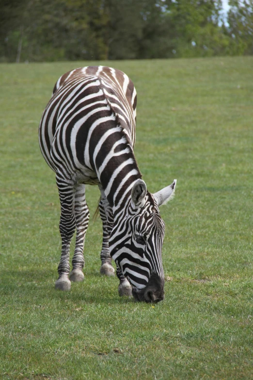 a ze grazing in a grassy field of grass