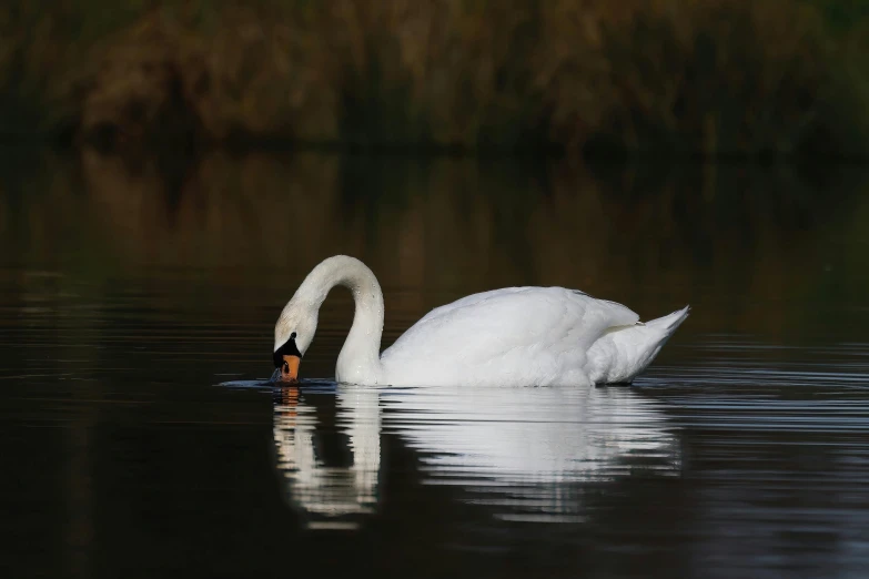 two white swans are in the water with their beaks touching