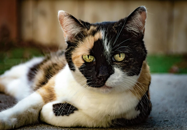 a cat laying down on a rug near grass