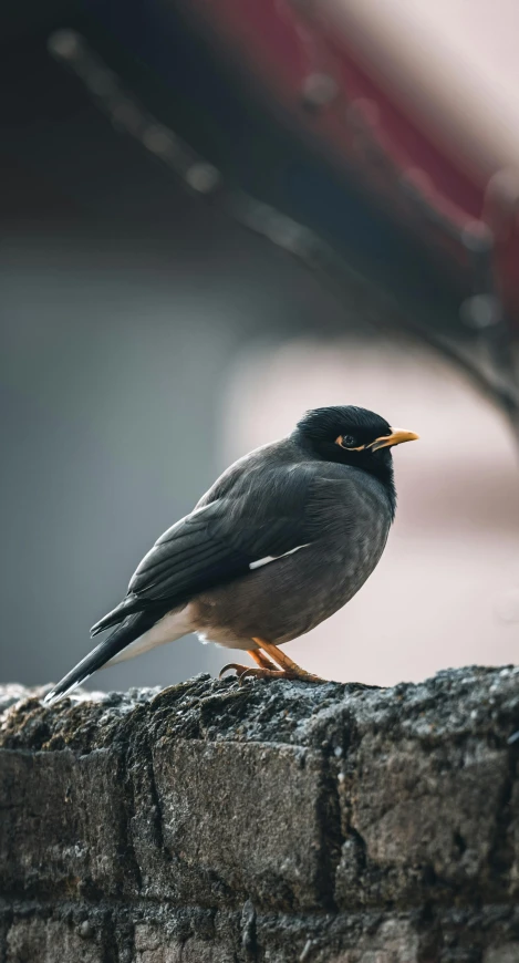 the bird stands on the edge of the block