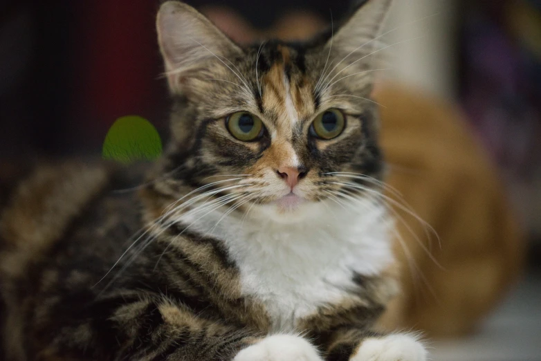 a close up of a cat on a bed