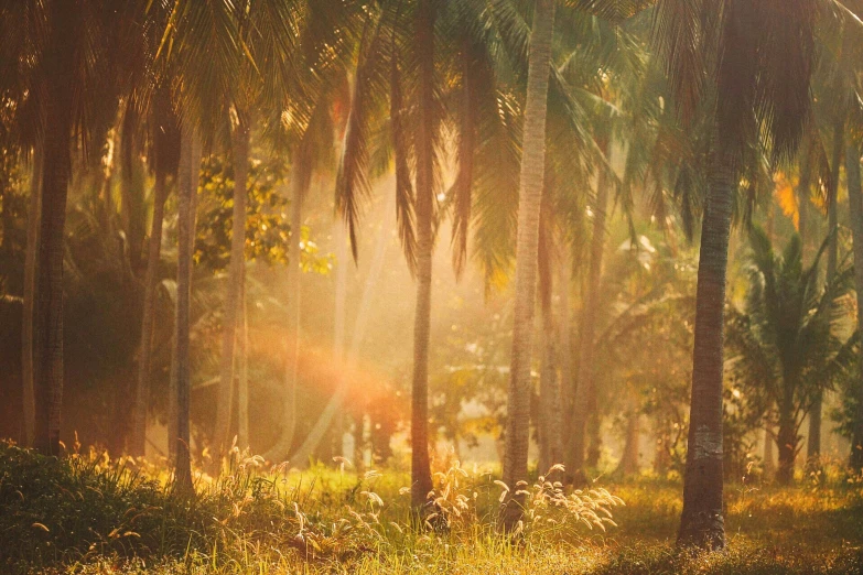 a sunbeamt shining through the trees in a jungle