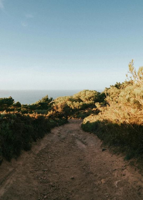 a dirt road is pictured with weeds on either side