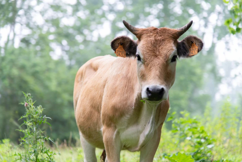 a cow is standing in a grassy field