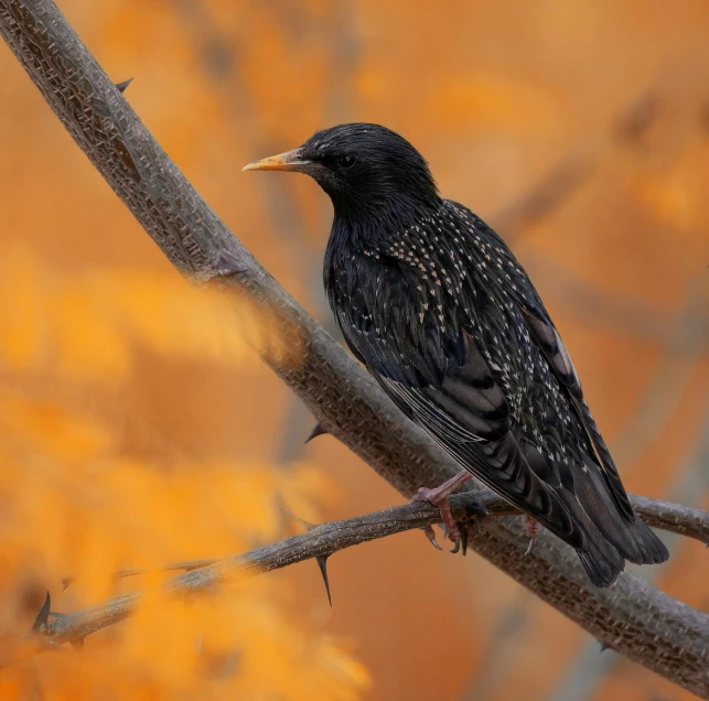 a black bird sitting on top of a tree nch