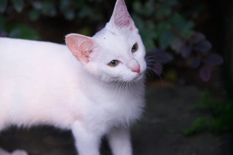 a white cat is sitting outside in the daytime