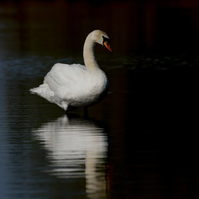 an image of a white swan in the water