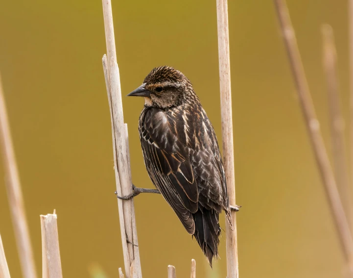 a small bird perched on top of a palm tree