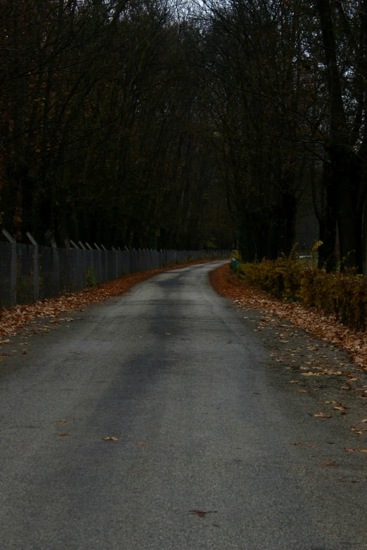 an empty and peaceful road with trees on either side