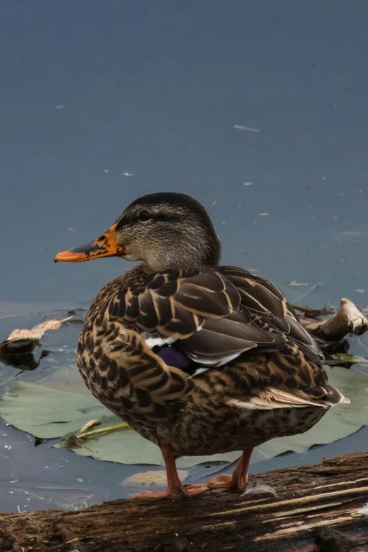 a mallard is standing on the edge of a lake