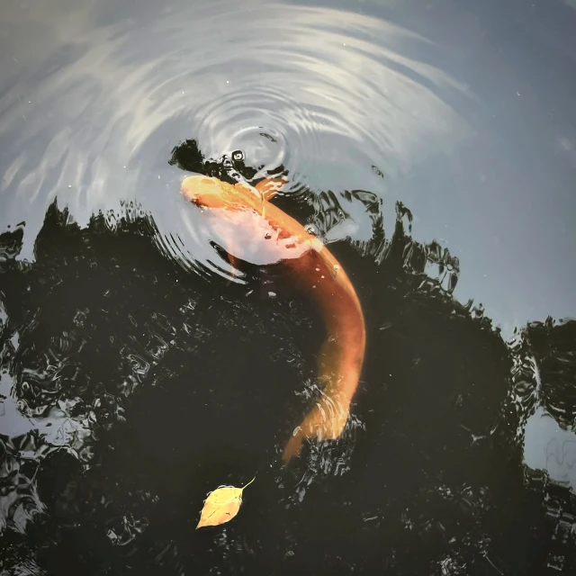 a fish that is swimming in some water