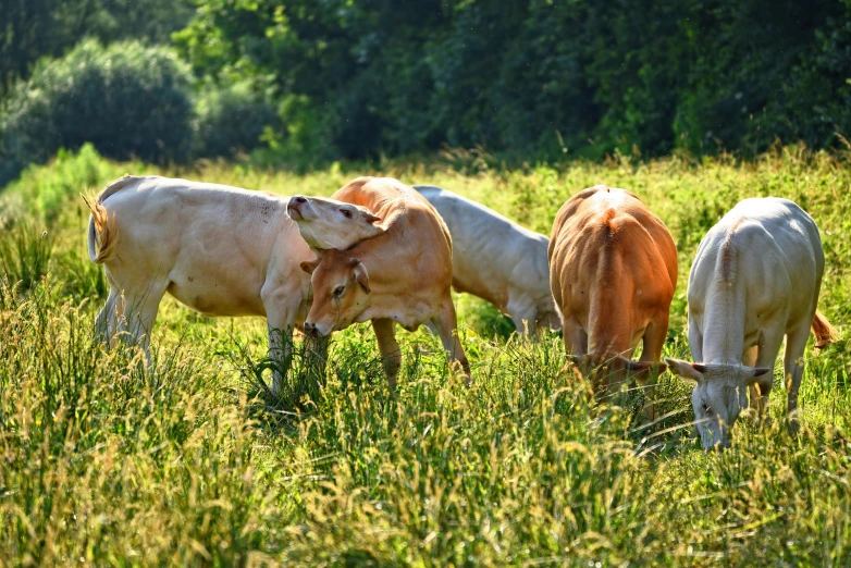 the cows are grazing in the field in tall grass