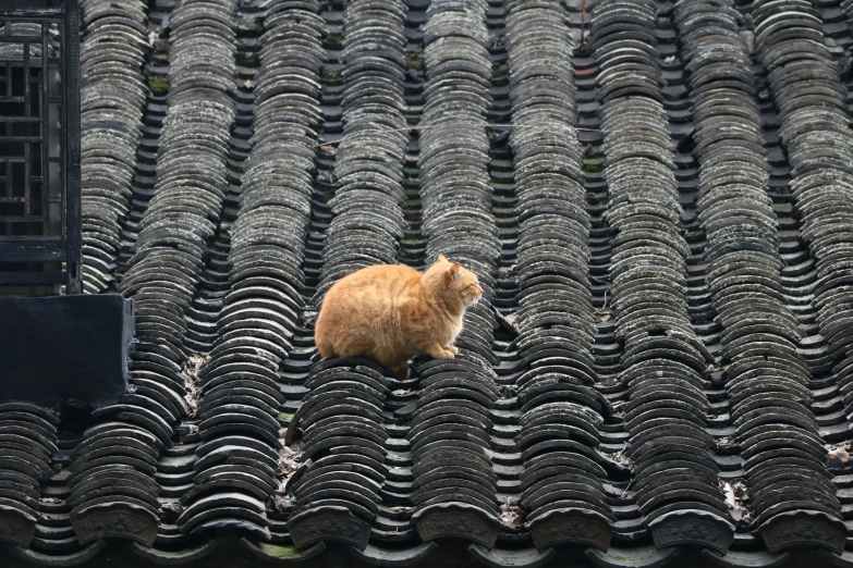 a orange cat sitting on a roof covered in black tiles