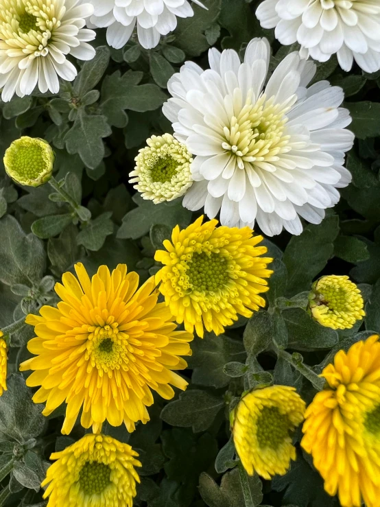 many yellow and white flowers are all blooming