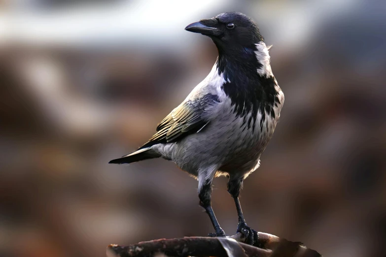 a bird that is standing on a limb