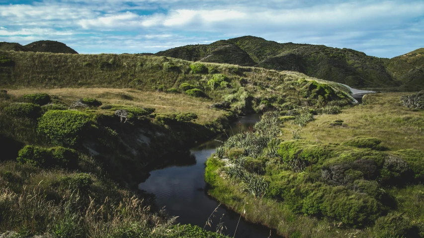 a river running through a lush green field