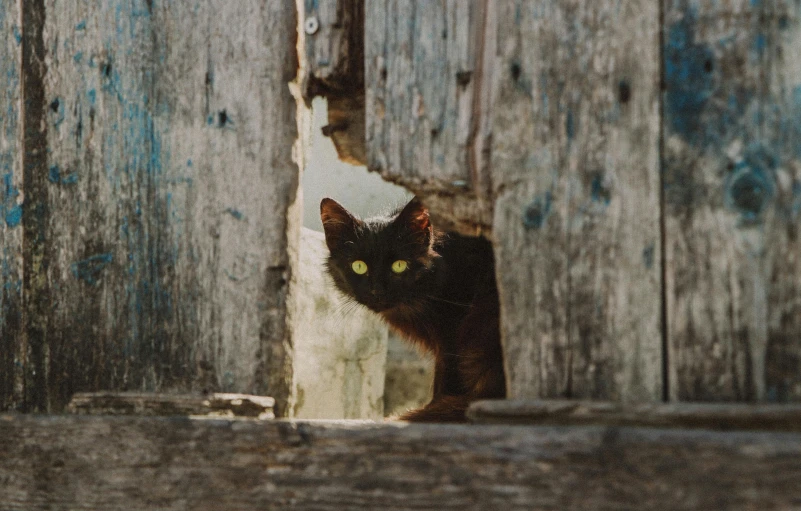 a black cat is staring through an opening in a wooden door