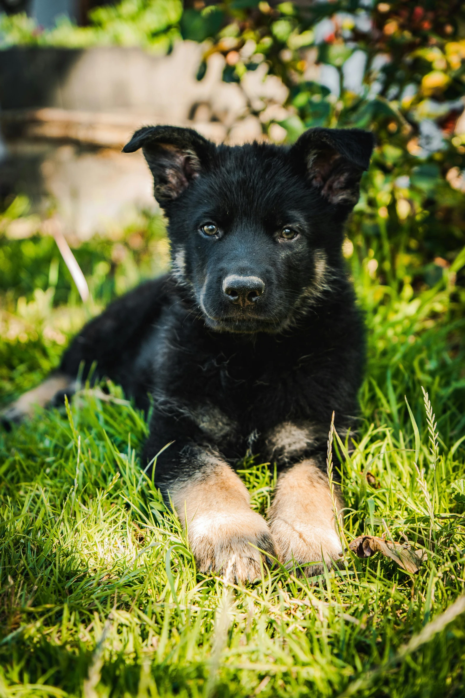 a black puppy laying on the ground in the grass