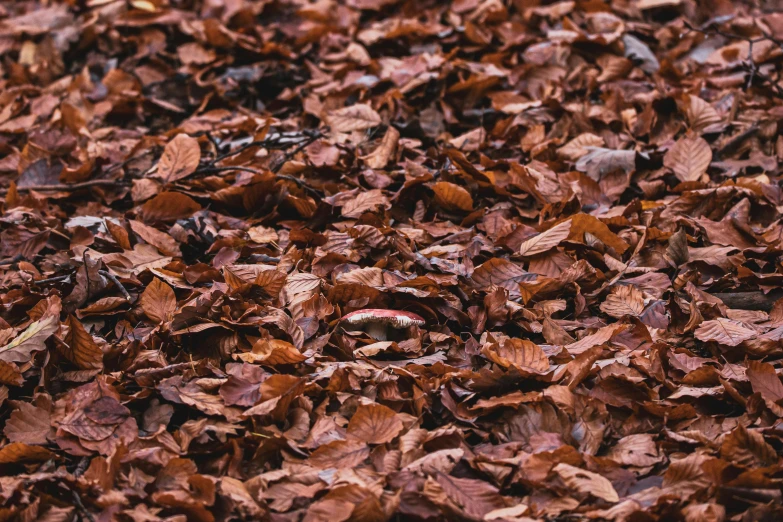 leaves fallen to the ground, with some brown colors