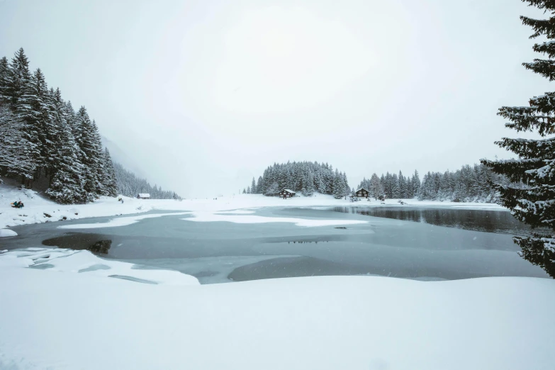 some very pretty trees by the snow by a body of water