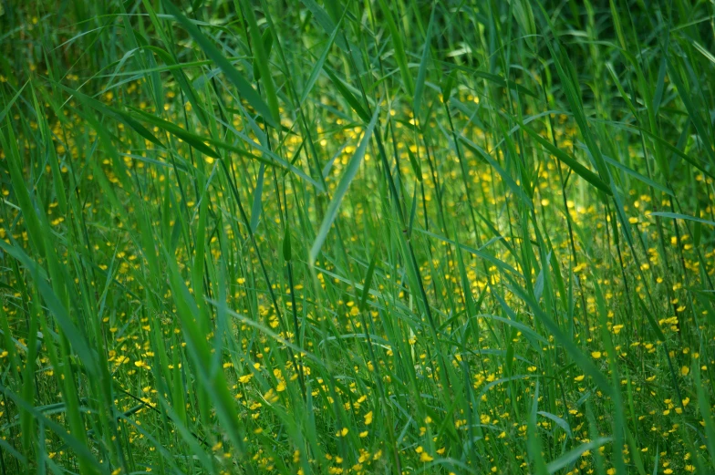 tall green grass with yellow flowers all around it