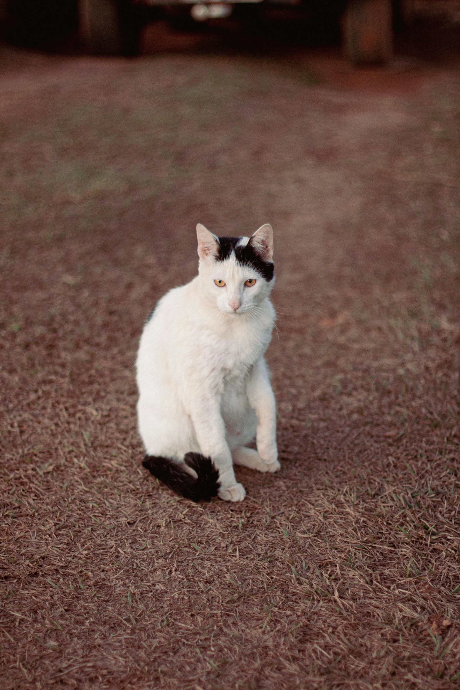 a black and white cat is sitting in the dirt