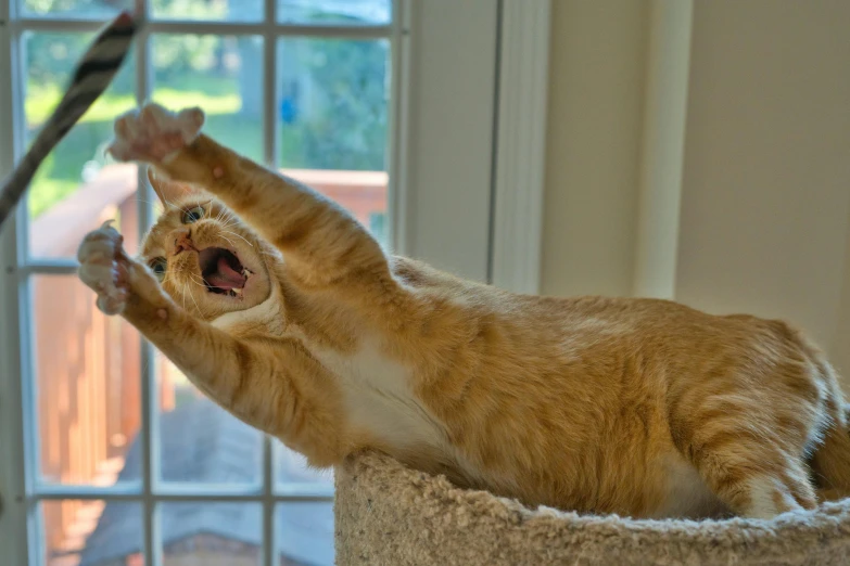 an orange and white cat yawns in a scratching post