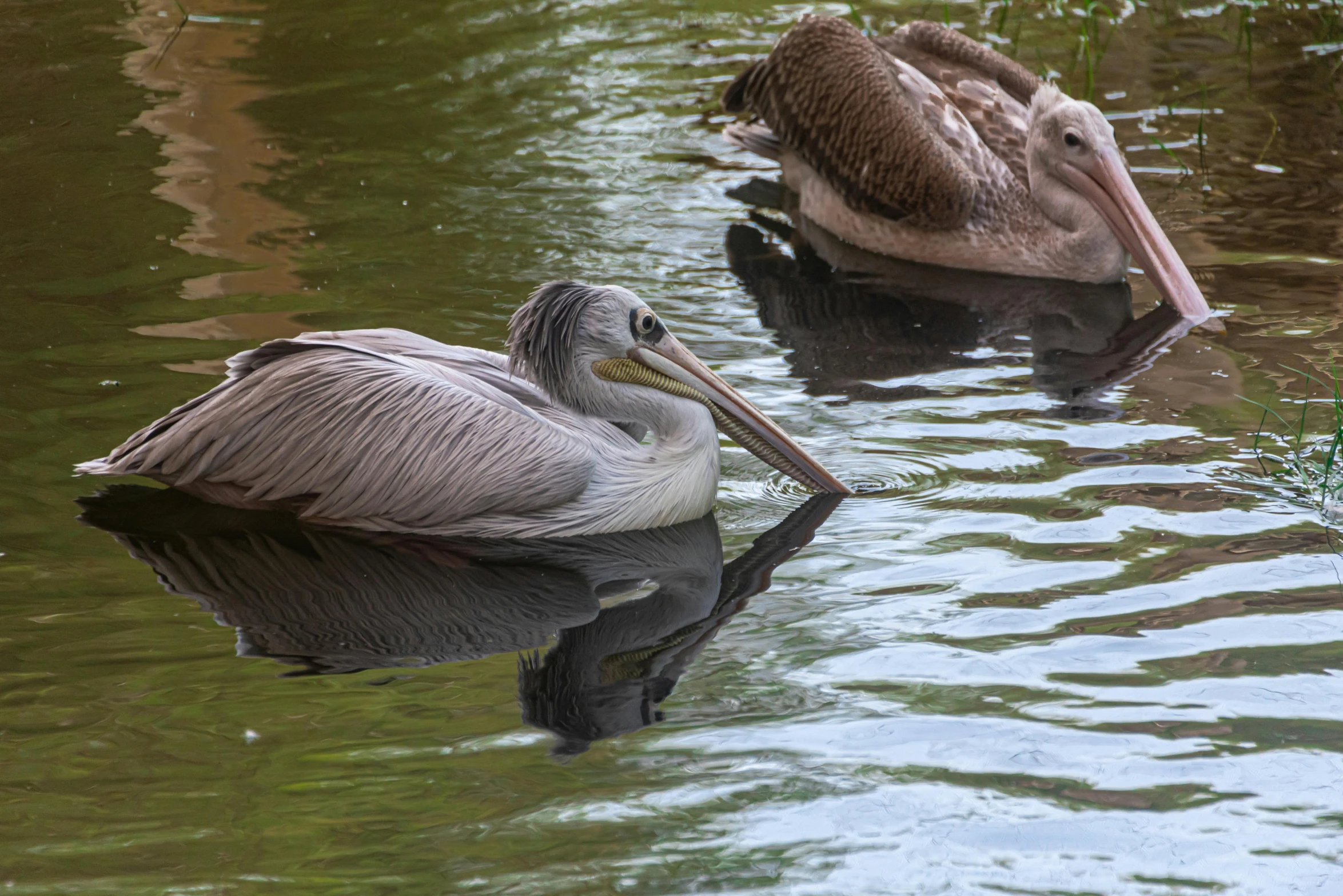 some very big pretty birds in the water