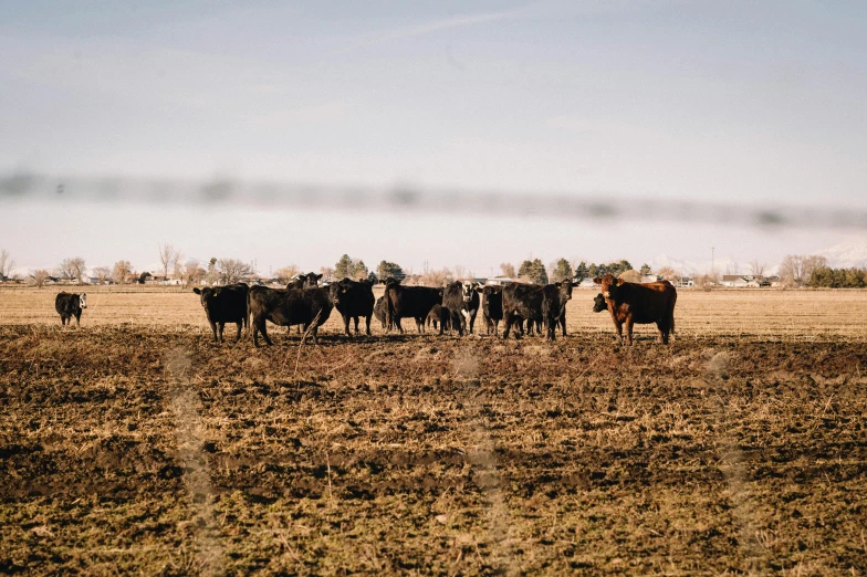 cattle grazing in open field during the day