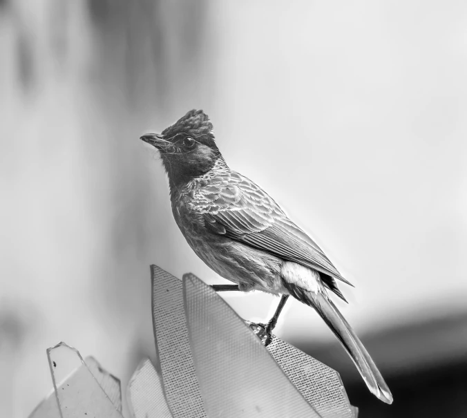 black and white po of bird sitting on a birdfeede