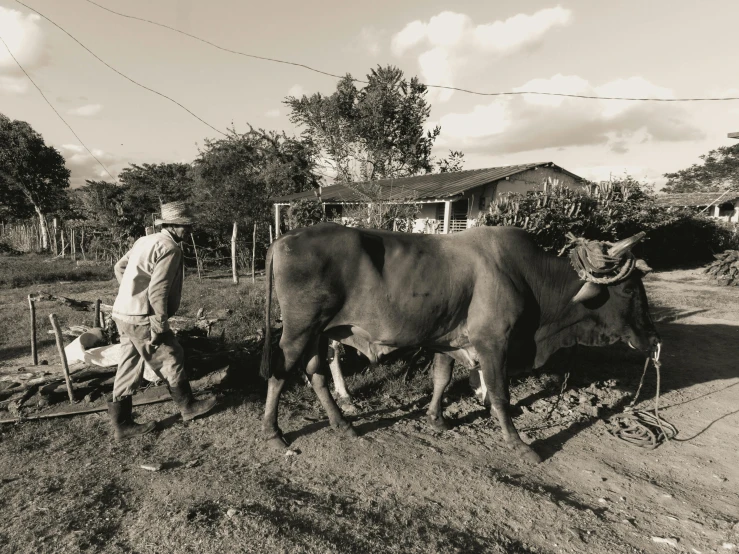 the man walks his bull down the road