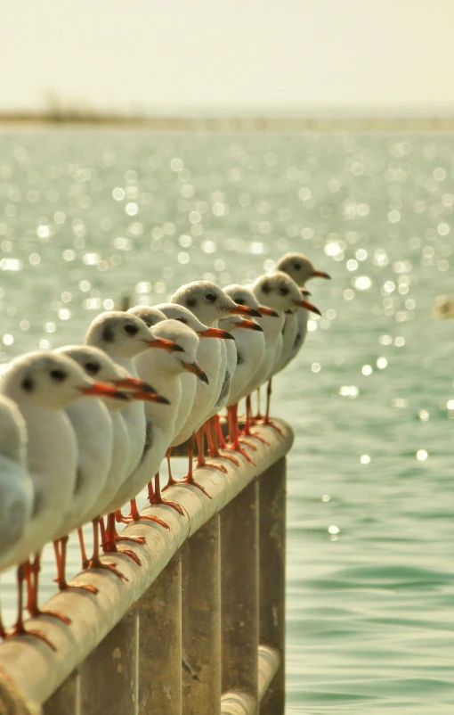 some white birds and some water and a person