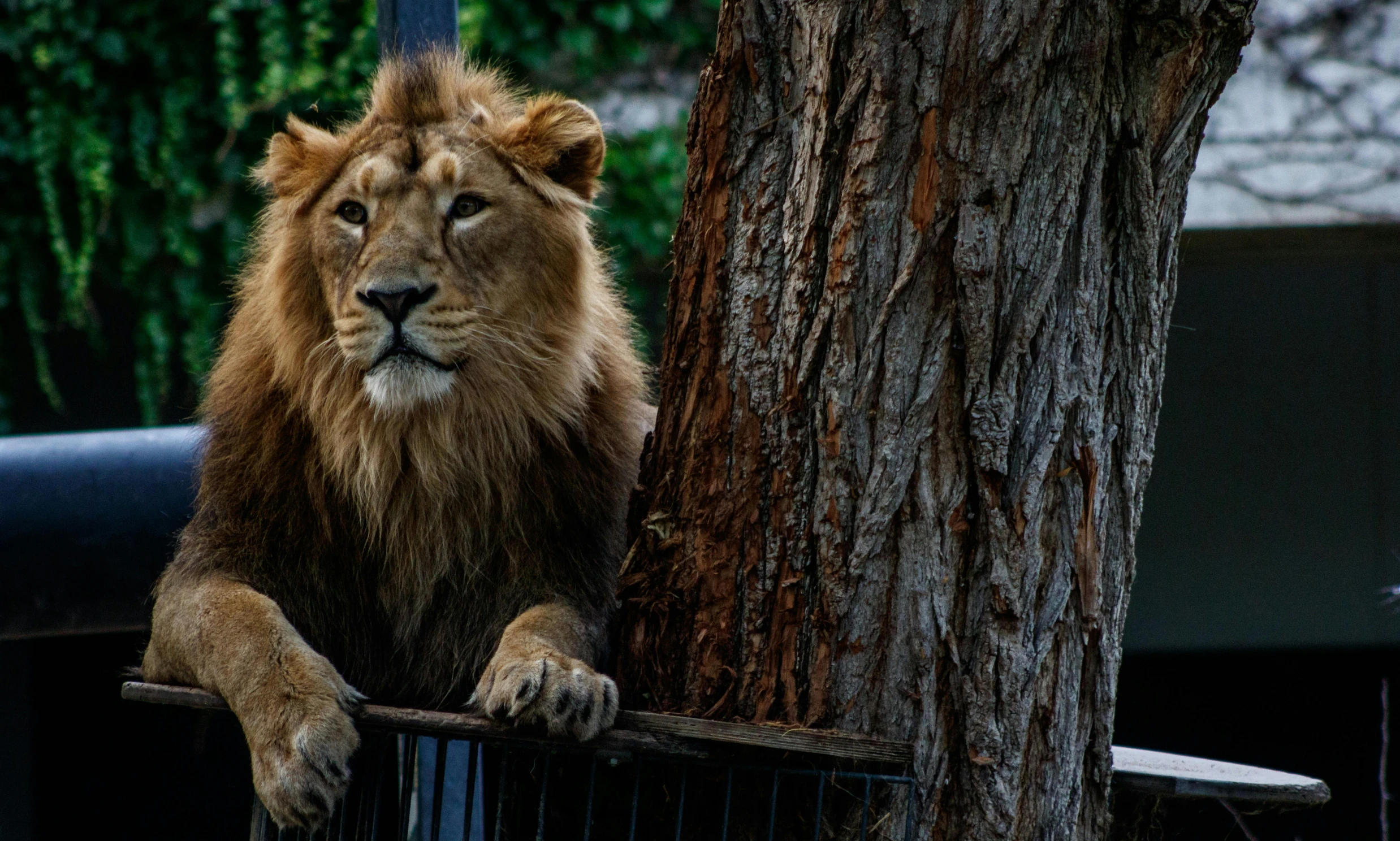 a lion sitting on a fence with it's mouth hanging over the railing