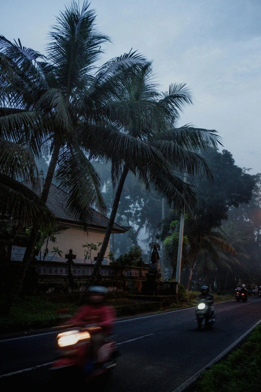 motorcycles and cars driving down a road near tall palm trees